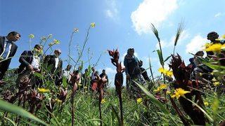 Samsun Salebinde Hasat Zamanı