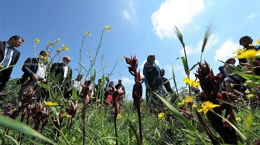 Samsun Salebinde Hasat Zamanı
