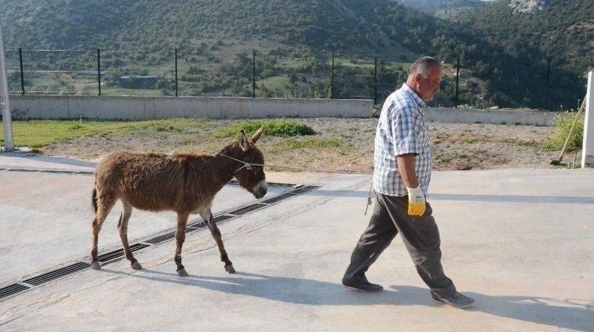 Sahipsiz Eşek &lsquo;mazlum&rsquo; Yeni Yuvasına G&ouml;t&uuml;r&uuml;ld&uuml;