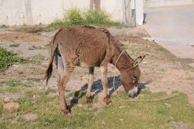 Sahipsiz Eşek ‘mazlum’ Yeni Yuvasına Götürüldü