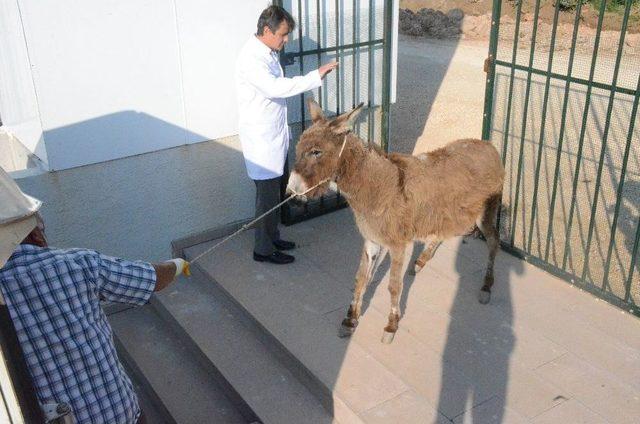 Sahipsiz Eşek ‘mazlum’ Yeni Yuvasına Götürüldü