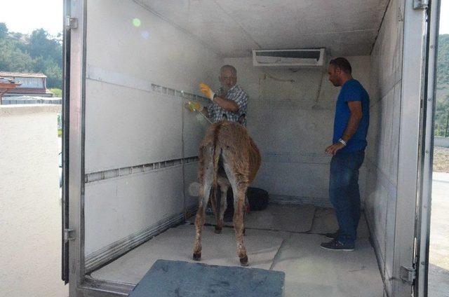 Sahipsiz Eşek ‘mazlum’ Yeni Yuvasına Götürüldü