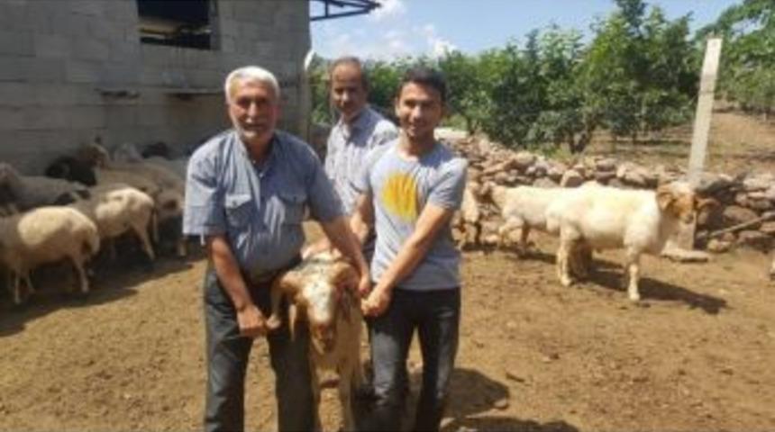 Kırıkhan Ve Hassa&rsquo;da Damızlık Ko&ccedil; Dağıtımı Yapıldı