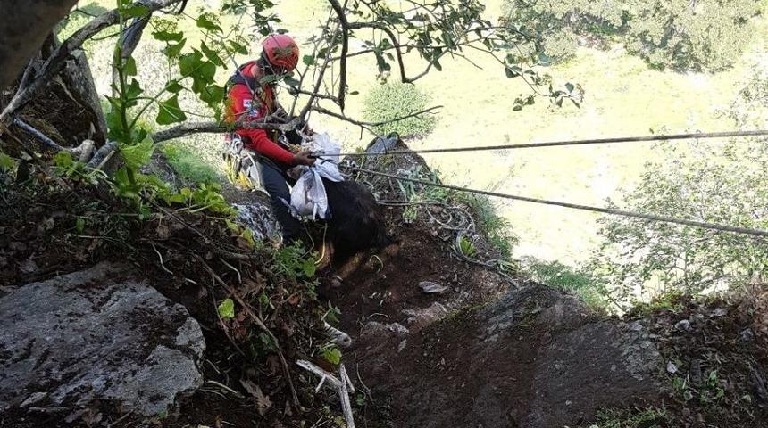 Kayalıklarda Mahsur Kalan 5 Ke&ccedil;i 7 Saatlik &Ccedil;alışmayla Kurtarıldı
