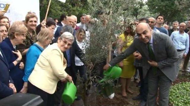 Canan Karatay Bakırköy'de Zeytin Fidanı Dikti