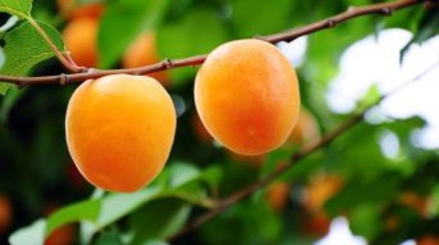 Kayısıda 672 Bin 670 Ton Rekolte Bekleniyor