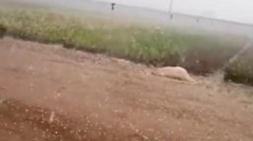 &Ouml;demiş&rsquo;de Tarlaları Dolu Vurdu