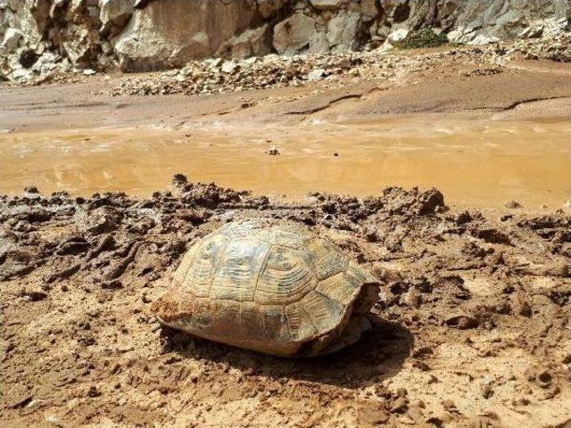 Elmalı'da Sel Zarara Yol Açtı