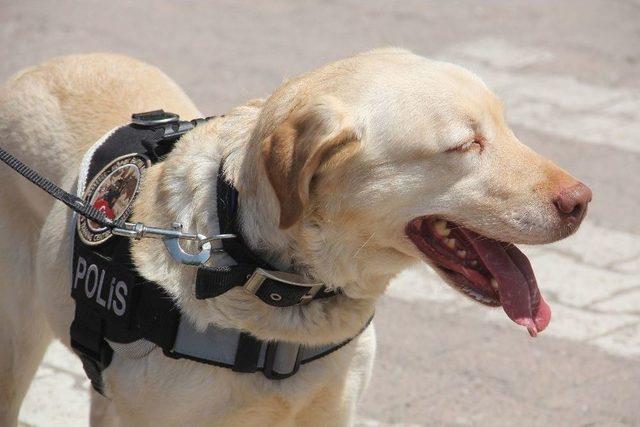 Bozkurt’ta Polis Ekipleri Uyuşturucuya Savaş Açtı