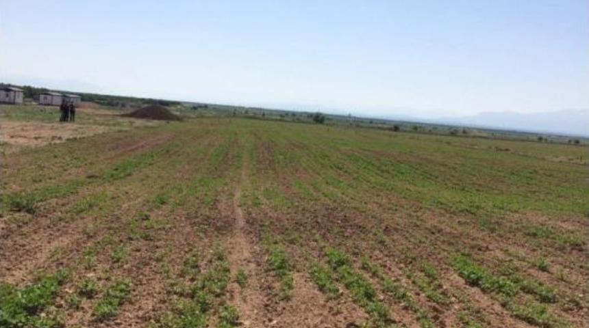 Malatya&rsquo;da İlk Defa Kinoa Bitkisi Ekildi
