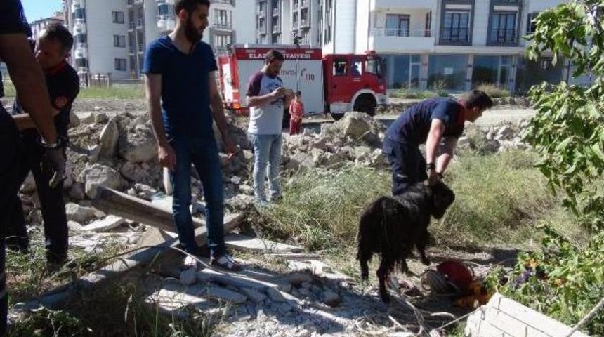 Elazığ'da Ke&ccedil;i Kurtarma Operasyonu