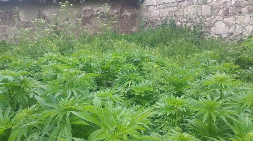 Eskişehir&rsquo;de Bah&ccedil;eye Ekili 927 K&ouml;k Hint Keneviri Ele Ge&ccedil;irildi