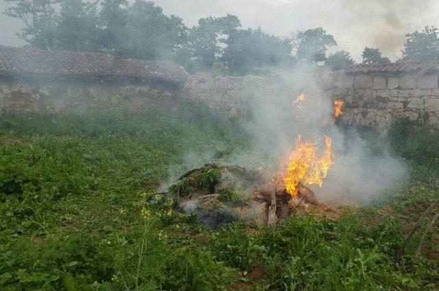 Eskişehir&rsquo;de Bah&ccedil;eye Ekili 927 K&ouml;k Hint Keneviri Ele Ge&ccedil;irildi 1