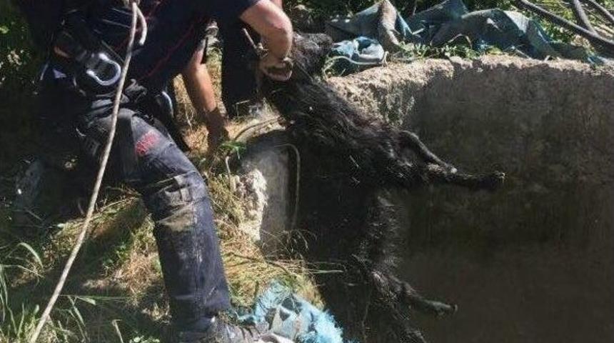 Elazığ&rsquo;da Ke&ccedil;i Kurtarma Operasyonu