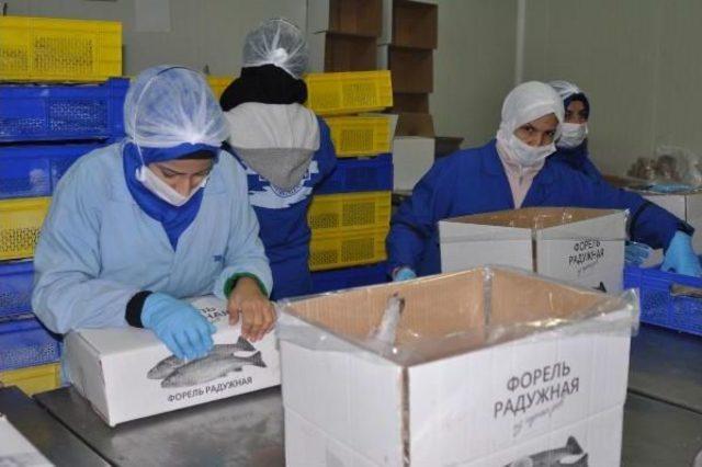 Rusya ya 500 Ton Balık Ihracatı 1