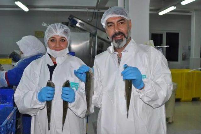 Rusya ya 500 Ton Balık Ihracatı 3