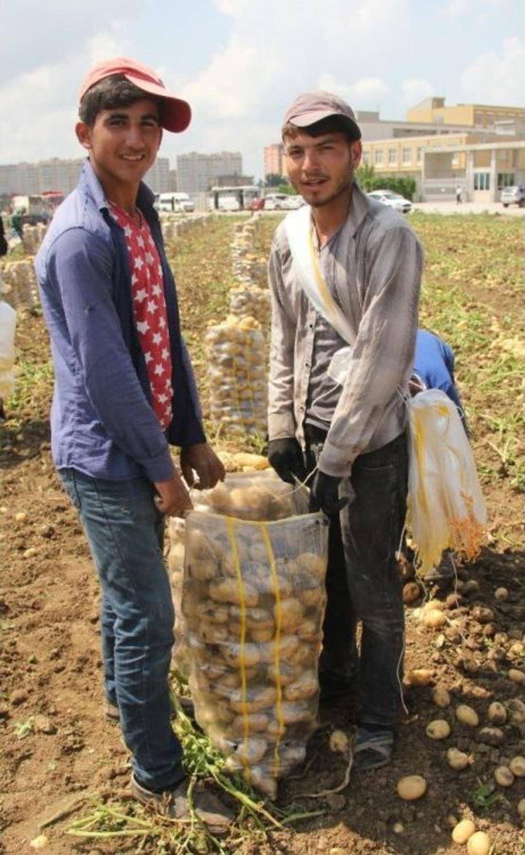 Yaşıtları Karne Alırken Onlar Tarlada &Ccedil;alışıyor