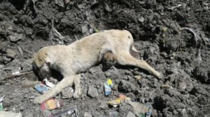 Annesi Telef Olan Yavru K&ouml;peğin Y&uuml;rek Burkan Hali