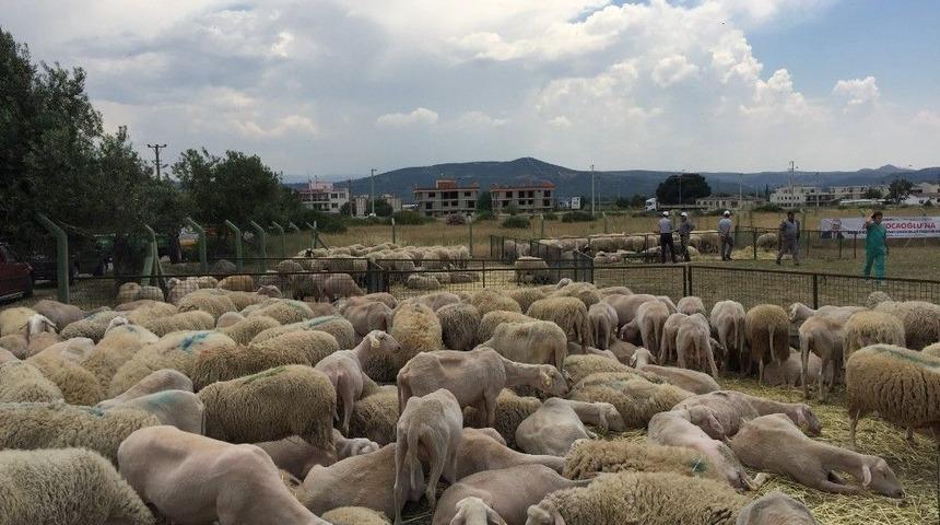 İzmir’de Sürü Bereketi