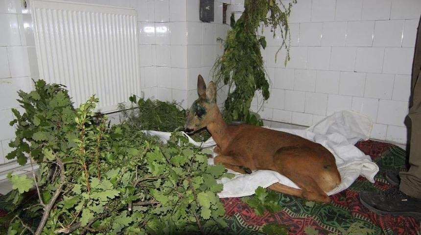 Ara&ccedil; &Ccedil;arpması Sonucu Yaralanan Karacaya Şefkat Eli