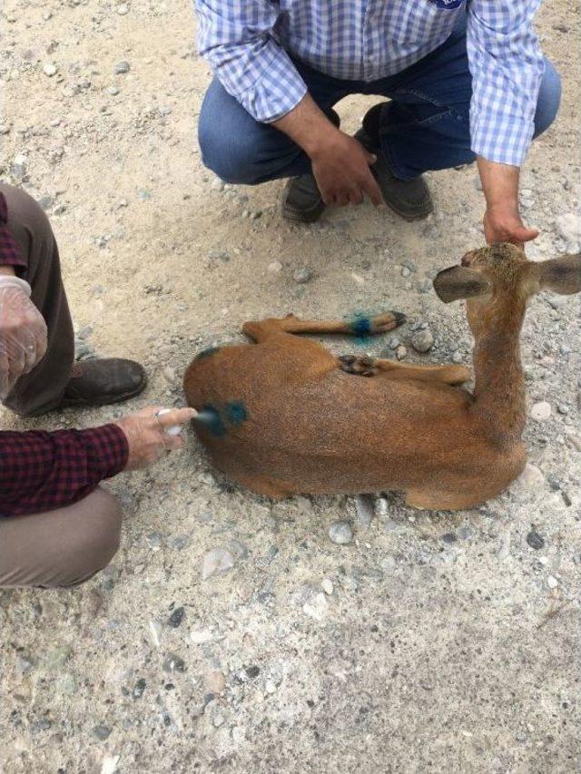 Araç Çarpması Sonucu Yaralanan Karacaya Şefkat Eli