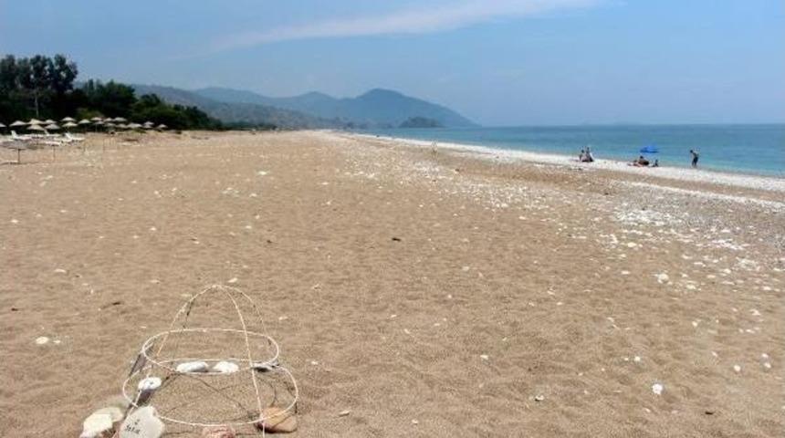 Hava Değişimi Caretta Caretta Yuva Sayısını Azalttı