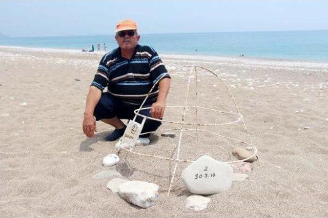 Hava Değişimi Caretta Caretta Yuva Sayısını Azalttı