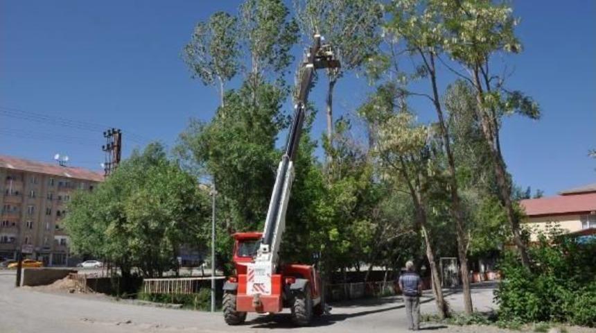 Y&uuml;ksekova'da Polen Rahatsızlığı Nedeniyle Budama Ve Kesim