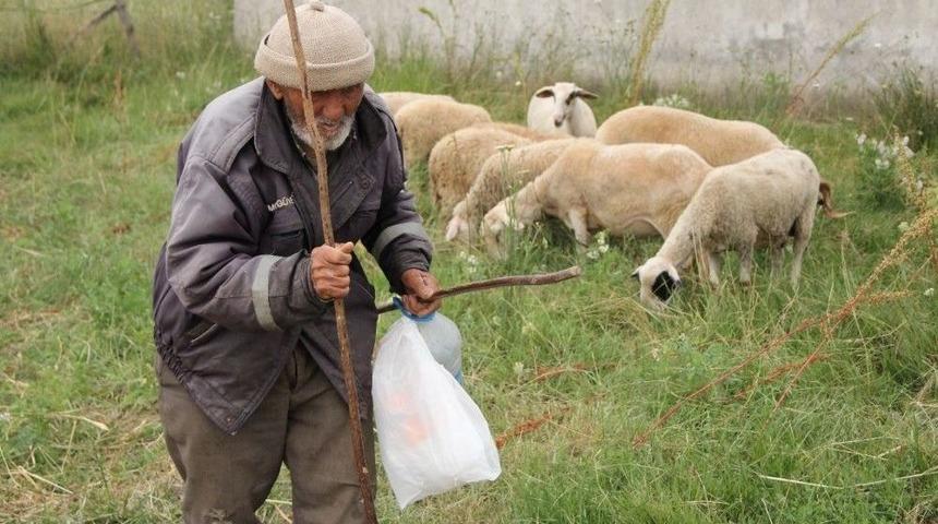 87 Yaşındaki Yaşlı Adam &Ccedil;obanlığı Keyifle Yapıyor