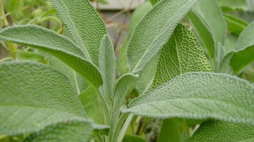Odun Dışı Orman &Uuml;r&uuml;nlerinde Hedefler Aşıldı
