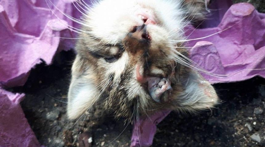 (&ouml;zel Haber) Yavru Kediye İğren&ccedil; İşkence