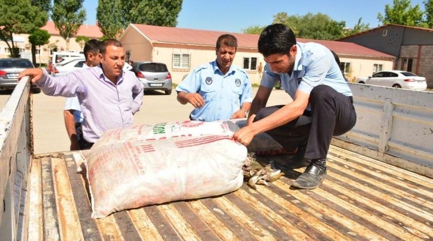 Tuşba&rsquo;da Ka&ccedil;ak Balık Operasyonu