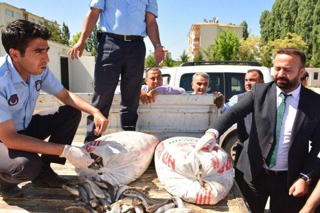 Tuşba&rsquo;da Ka&ccedil;ak Balık Operasyonu 2