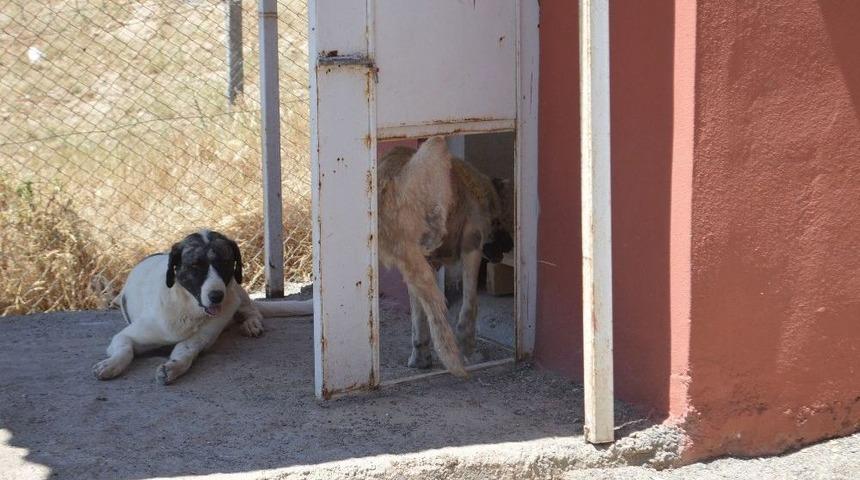 Ayaklarını Kaybeden K&ouml;pek Y&uuml;r&uuml;te&ccedil;le Hayata Tutundu