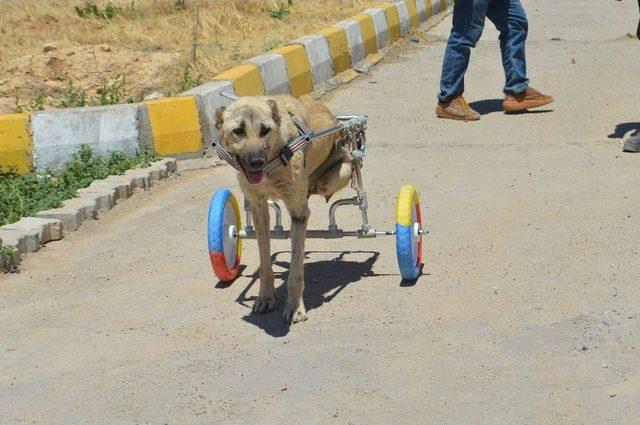 Ayaklarını Kaybeden Köpek Yürüteçle Hayata Tutundu