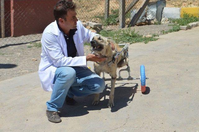 Ayaklarını Kaybeden Köpek Yürüteçle Hayata Tutundu