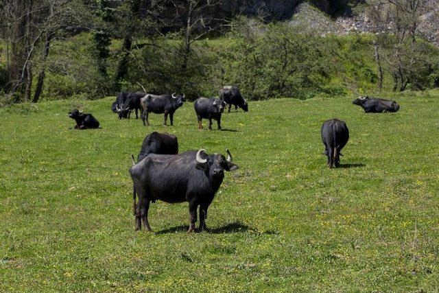 Pirinççi Köyü İtalyanlar’ın İlgi Odağı Oldu