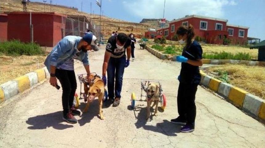 Mardin'de Ayakları Kesilen K&ouml;pekler I&ccedil;in Y&uuml;r&uuml;te&ccedil; Yaptılar