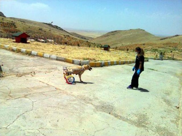 Mardin de Ayakları Kesilen Köpekler Için Yürüteç Yaptılar 1