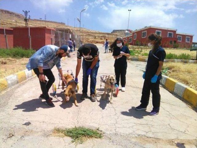 Mardin de Ayakları Kesilen Köpekler Için Yürüteç Yaptılar 2
