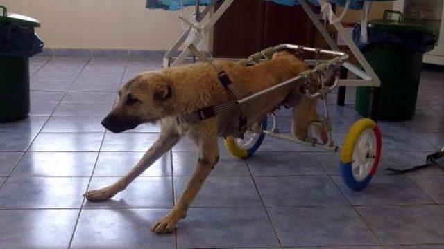 Mardin de Ayakları Kesilen Köpekler Için Yürüteç Yaptılar 3