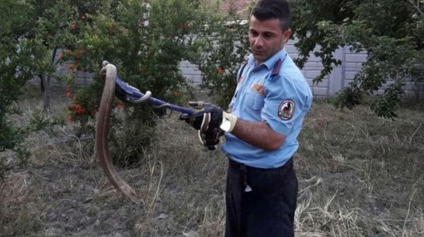 Eve Giren Yılan Korkuttu