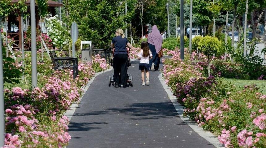 G&uuml;ller Şehri Konya&rsquo;da &ldquo;g&uuml;l&rdquo; Zamanı