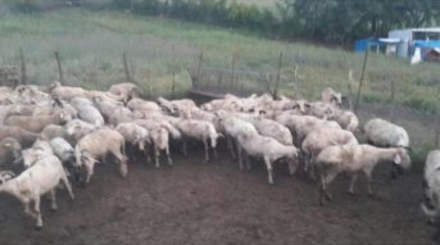 Ayvacık&rsquo;tan &Ccedil;alınan Koyunlar Balıkesir&rsquo;de Bulundu