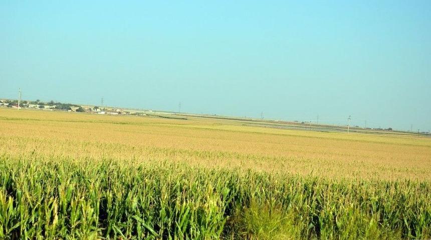 Viranşehir&rsquo;de Ter&ouml;r Nedeniyle Mısır Ekimine Kısıtlama Getirildi