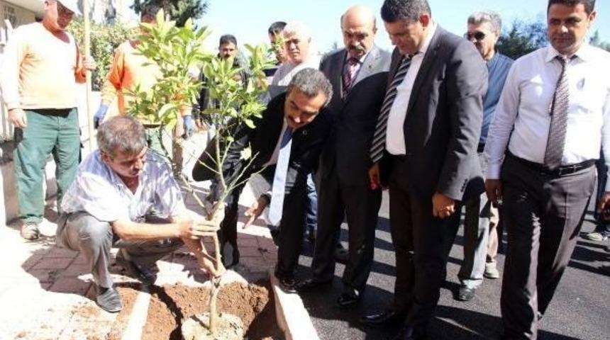 &Ccedil;ukurova'nın Parklarında Zeytin Yetişecek
