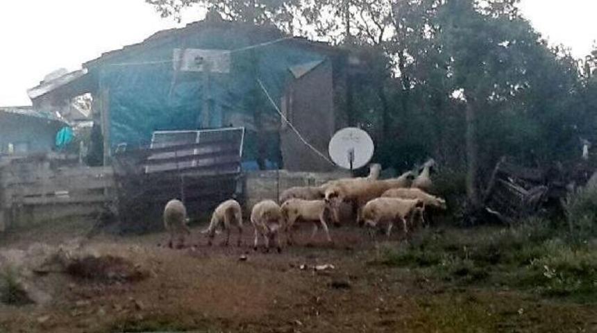 &Ccedil;aldıkları Kuzuları, Y&uuml;nlerini Kırkıp Satmışlar