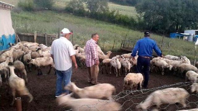 Çaldıkları Kuzuları, Yünlerini Kırkıp Satmışlar