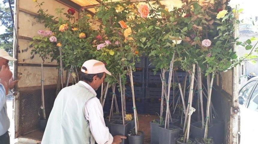 G&ouml;lbaşı İl&ccedil;esinde Parklar Ve Ref&uuml;jler G&uuml;llerle S&uuml;slendi