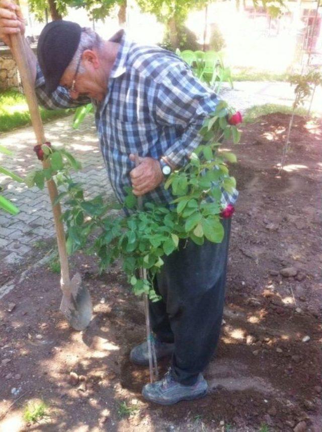 Gölbaşı İlçesinde Parklar Ve Refüjler Güllerle Süslendi